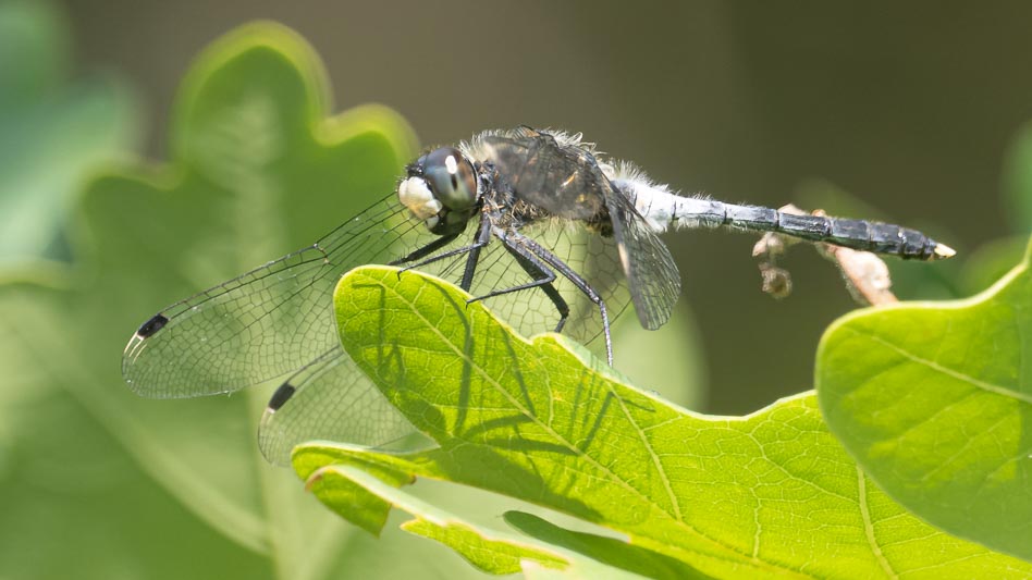 Leucorrhinia albifrons (Dark Whiteface) male.jpg